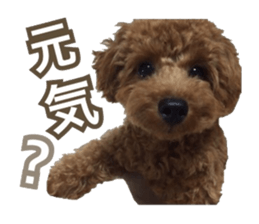 Kansai Toypoodle ~coto~ sticker #13739110