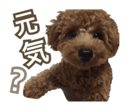 Kansai Toypoodle ~coto~ sticker #13739110