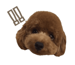 Kansai Toypoodle ~coto~ sticker #13739111