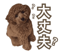 Kansai Toypoodle ~coto~ sticker #13739112