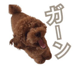 Kansai Toypoodle ~coto~ sticker #13739113