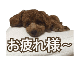 Kansai Toypoodle ~coto~ sticker #13739115