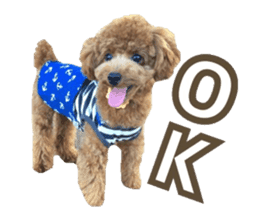 Kansai Toypoodle ~coto~ sticker #13739116