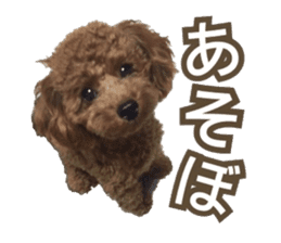 Kansai Toypoodle ~coto~ sticker #13739118