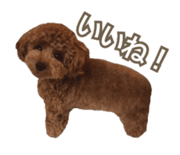 Kansai Toypoodle ~coto~ sticker #13739119