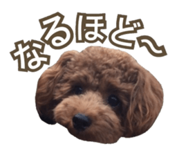 Kansai Toypoodle ~coto~ sticker #13739120