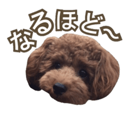 Kansai Toypoodle ~coto~ sticker #13739120