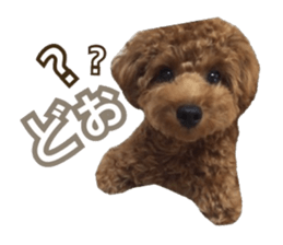 Kansai Toypoodle ~coto~ sticker #13739121