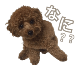 Kansai Toypoodle ~coto~ sticker #13739122
