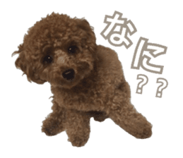 Kansai Toypoodle ~coto~ sticker #13739122