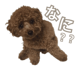 Kansai Toypoodle ~coto~ sticker #13739122