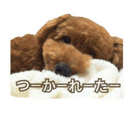 Kansai Toypoodle ~coto~ sticker #13739123