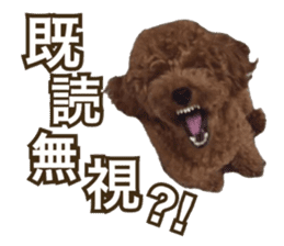 Kansai Toypoodle ~coto~ sticker #13739124