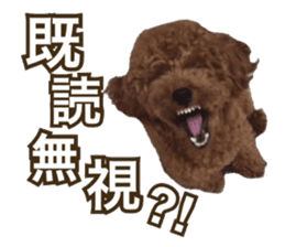 Kansai Toypoodle ~coto~ sticker #13739124