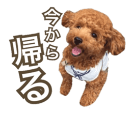 Kansai Toypoodle ~coto~ sticker #13739125
