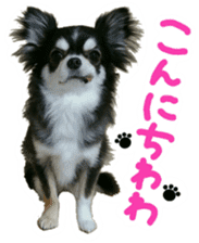Chihuahua KURURU sticker #13743510