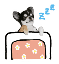 Chihuahua KURURU sticker #13743512