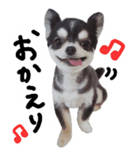 Chihuahua KURURU sticker #13743514