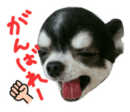 Chihuahua KURURU sticker #13743516