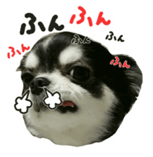 Chihuahua KURURU sticker #13743517