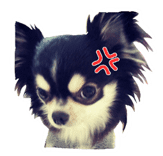 Chihuahua KURURU sticker #13743518