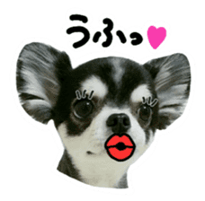 Chihuahua KURURU sticker #13743519