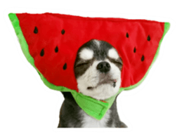 Chihuahua KURURU sticker #13743520