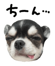 Chihuahua KURURU sticker #13743521