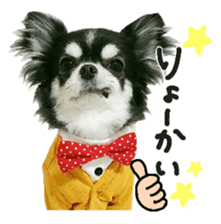 Chihuahua KURURU sticker #13743522