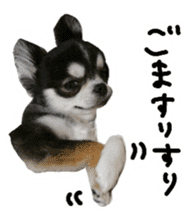 Chihuahua KURURU sticker #13743527