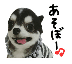 Chihuahua KURURU sticker #13743528
