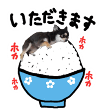 Chihuahua KURURU sticker #13743530