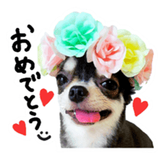 Chihuahua KURURU sticker #13743531