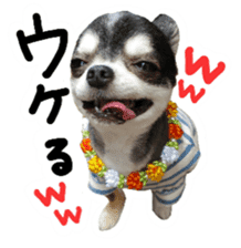 Chihuahua KURURU sticker #13743532