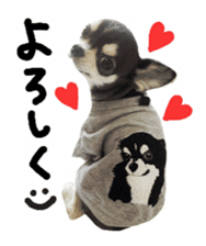 Chihuahua KURURU sticker #13743535
