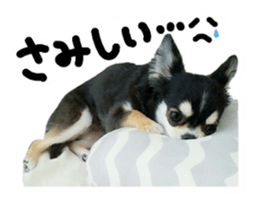 Chihuahua KURURU sticker #13743537