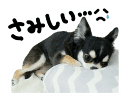 Chihuahua KURURU sticker #13743537