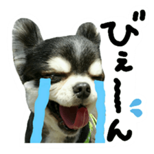 Chihuahua KURURU sticker #13743538