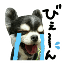 Chihuahua KURURU sticker #13743538