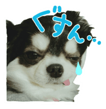 Chihuahua KURURU sticker #13743539