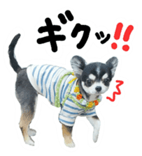 Chihuahua KURURU sticker #13743541