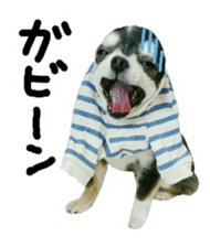 Chihuahua KURURU sticker #13743542