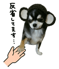 Chihuahua KURURU sticker #13743544