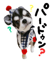 Chihuahua KURURU sticker #13743546