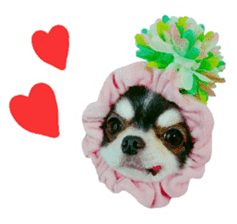 Chihuahua KURURU sticker #13743547