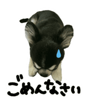 Chihuahua KURURU sticker #13743548