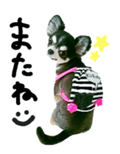 Chihuahua KURURU sticker #13743549