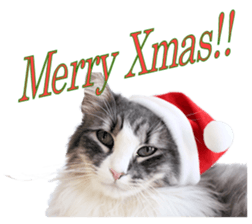 Adagio's Cats Xmas ver. sticker #13743798