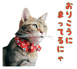 Adagio's Cats Xmas ver. sticker #13743802