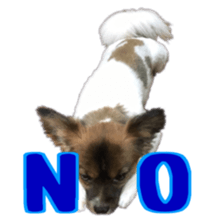 Tiger of a Papillon sticker #13744599